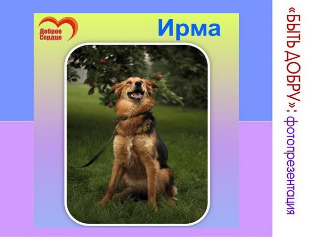 ПИТОМЦЫ ищут СЕМЬЮ! СТАНЬ ЕЮ!