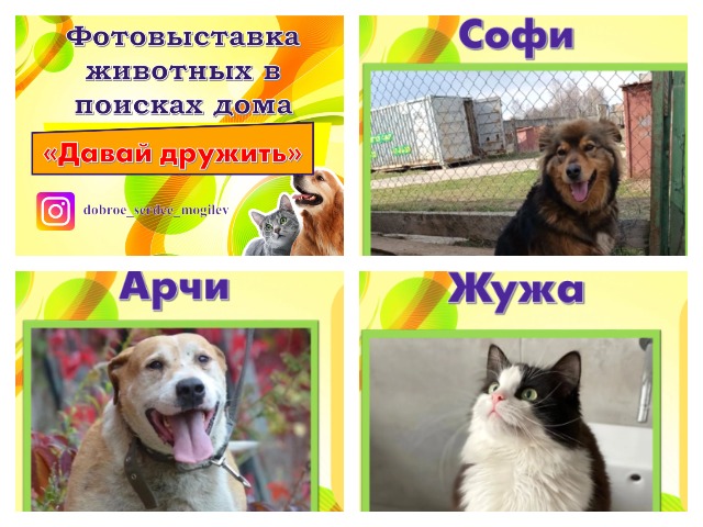 Фотовыставка животных в поисках дома «Давай дружить»